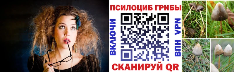 Псилоцибиновые грибы Psilocybine cubensis  это клад  Кызыл  купить наркотики сайты 